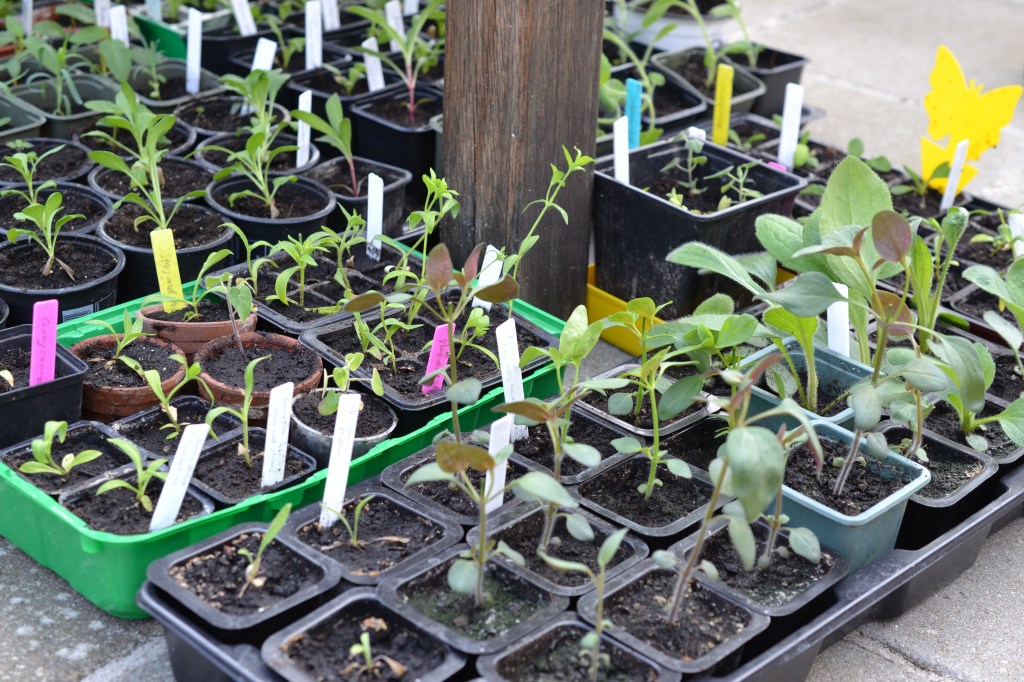 Planterne står til afhærdning under et havebord for at vænne sig til udelivet.