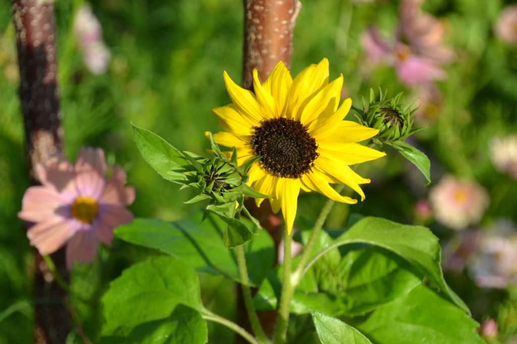 Helianthus debilis